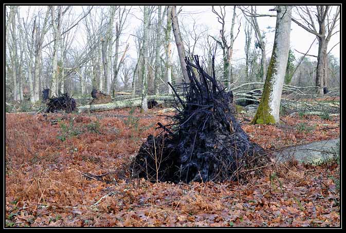 Tempête Klaus-2009 (5)